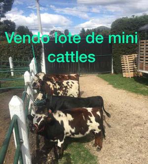 Hermosas Patianas Mini Cattle