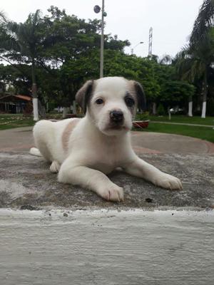 Hermoso Cachorro