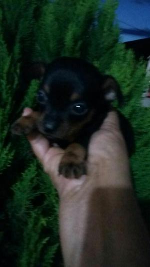 Hermoso Mini Pincher Vendo