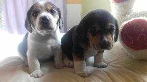 Hermosos Beagle Un Mes Y Medio Vacunados