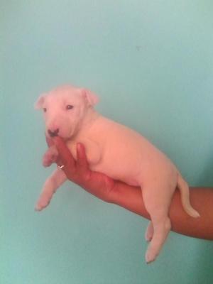 Hermosos Cachorros Bull Terrier Mini