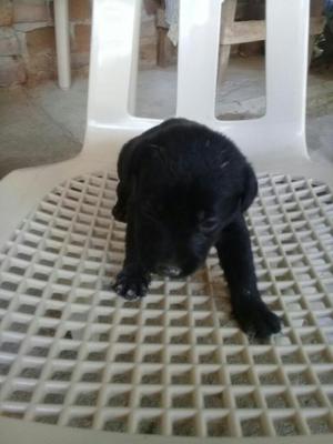 Hermosos Cachorros Labrador