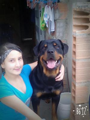 Rottweiler Busca Novia