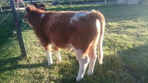 Ternero Simmental Puro sin Registro.