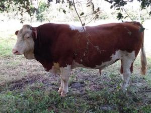 Toro Simmental