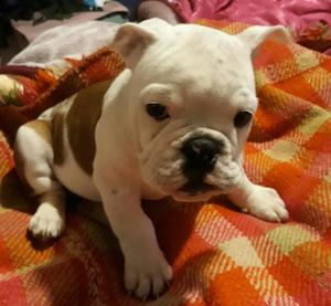 Vendo Cachorro Bulldog