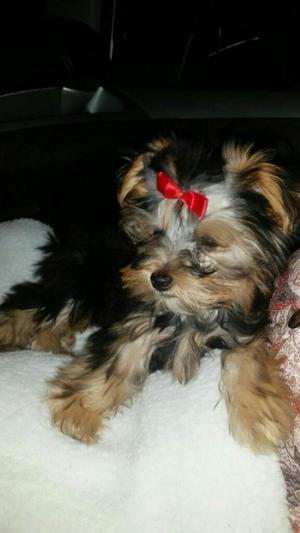 Vendo Yorksire Terrier