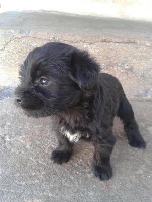 Venta de Cachorros Schnauzer