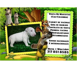 Venta de preciosos cachorros Bullterrier finos