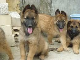 cachorros de pastor belga mallinois