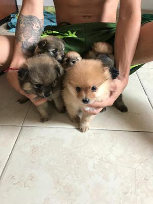 en Venta Cachorros Pomeranias