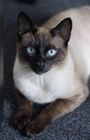 gatos siameses gatos siames ojos azules