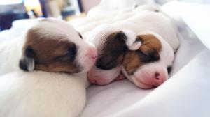jack russell terrier cachorros