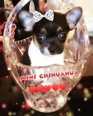 mini chihuahua hembra for sale!!! colombia