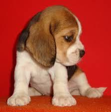 rehermosisima concentida beagle enana 13 pulgadas