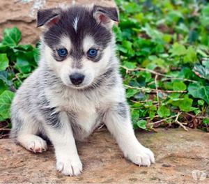 Pomsky Cachorros Disponibles Buen Precio