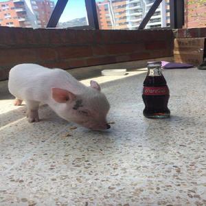 Mini pig rosado - Medellín