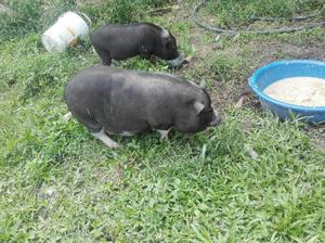 Miniping Pareja - Ibagué