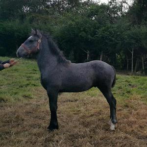 Potro Percheron Campeon - Bogotá