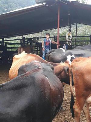 Vendo Lote de Ganaho Lechero - Cúcuta