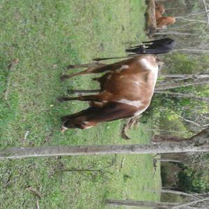 Vendo Toretes - Cali