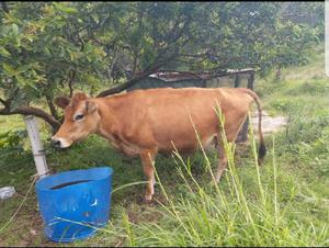 Vendo Vaca Jersy Excelente - Rionegro
