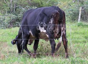 vacas girolandas - Aguachica
