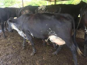 vendo 12 vacas girolandas de 22 litros - Barranquilla