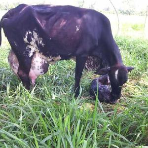ventas de ganado lechero - Planeta Rica