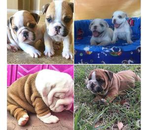 CACHORRITOS MUY TIERNOS LOS BULLDOG INGLES