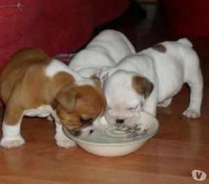 Cachorros Bulldog Ingles Con Pedigree