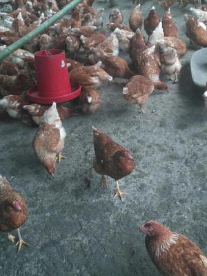 Gallinas Ponedoras de Campo - Neiva