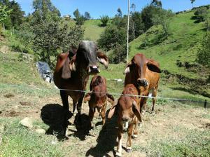 Vacas Gyr Y Brahaman Rojo - San Vicente