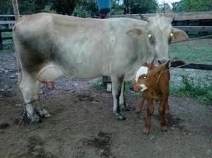 Vendo 6 Vacas Lecheras Produsiendo - Villavicencio