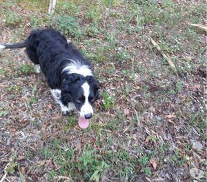 Excelentes Machos Border Collie Para Monta