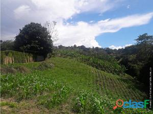 Venta Lote la Plata, Palestina