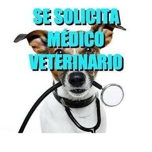 se solicita medico veterinario - Medellín