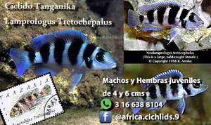 Neolamprologus Tretochepalus Ciclido