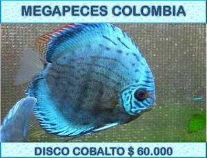 Pez Disco Cobalto 3cm Full Genética Para Acuarios