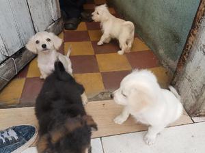 Cachorros Buscan Hogar - Bucaramanga