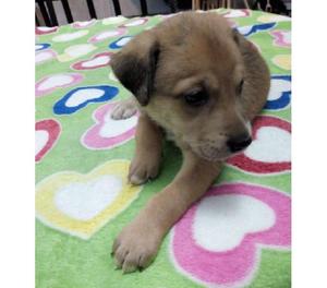 EN ADOPCIÓN