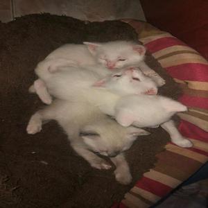 Gatitos en Adopción - Cali