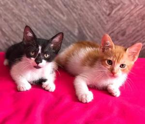 Gatitos en Adopcion - Cali