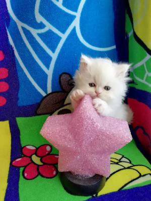 Gatos Persa - Bogotá