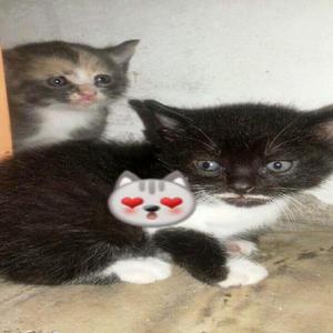 hermosos gatos bebes - Tuluá