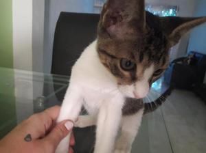 mi gato en adopcion - Barranquilla