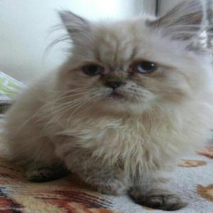 vendo hermosos gatos persas desparasitados y vacunados -