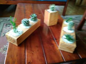 Cactus Y Suculentas.minijardines