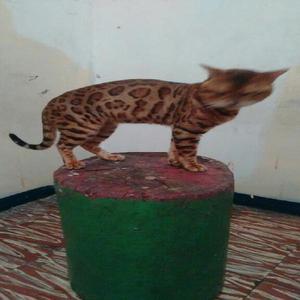 Expetacular Gato Bengali Disponible para - Medellín