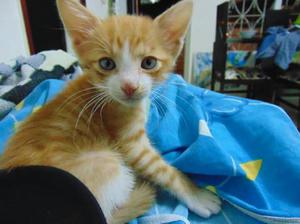 Gato Macho en Adopción - Bucaramanga